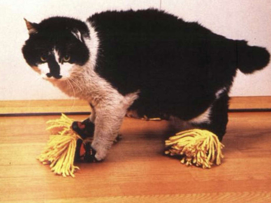 Cat with mops on paws